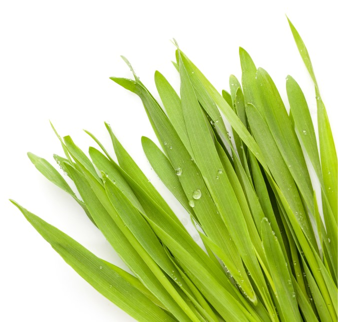 Barley juice